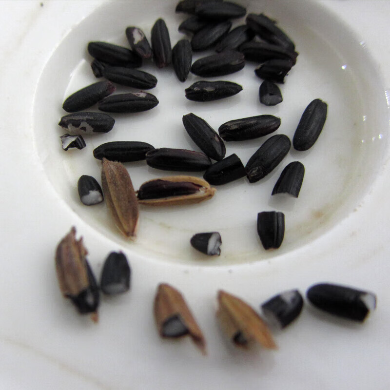 2023年黑米谷种水稻高产种子陕西黑米谷种黑稻谷种黑糯米种子 黑米