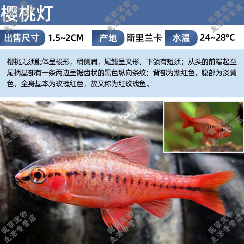 SMVP血紅櫻桃燈 小型熱帶紅玫瑰鯽魚水草魚缸群游燈科魚活體 櫻桃燈/5條(1.5~2cm) 5條1條備損