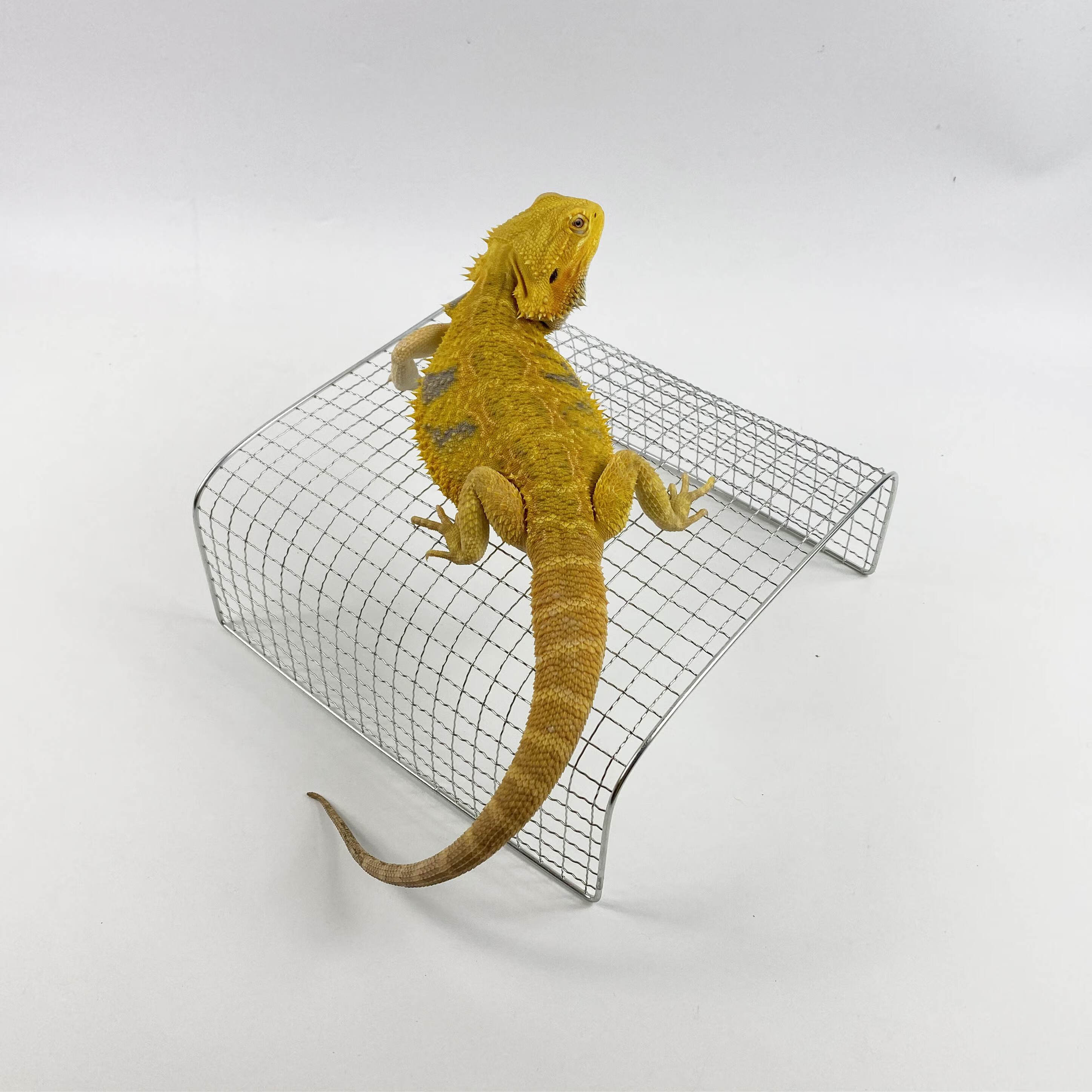 山头林村鬃狮蜥蜥蜴幼体小苗子晒台大亚成体不锈钢晒网攀爬攀岩造景