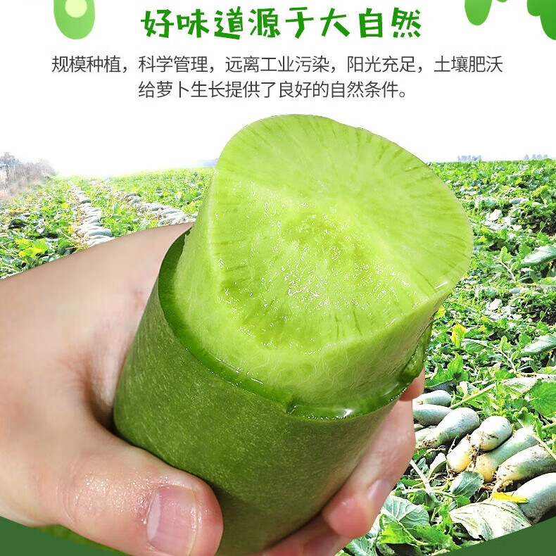 农大姐妹【顺丰】山东潍坊水果萝卜 潍县萝卜 产地直发礼品盒脆甜微辣爽口 9斤礼盒