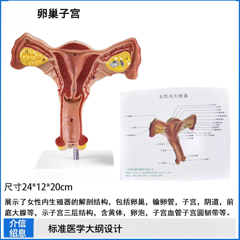 女性子宫模型内生殖器官结构解剖人体教学病理卵巢医院学校用 卵巢