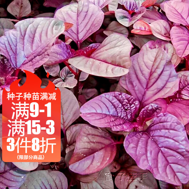 农之子(nongzhizi) 红苋菜种子圆叶红汉菜四季蔬菜籽苗新鲜野小叶春天