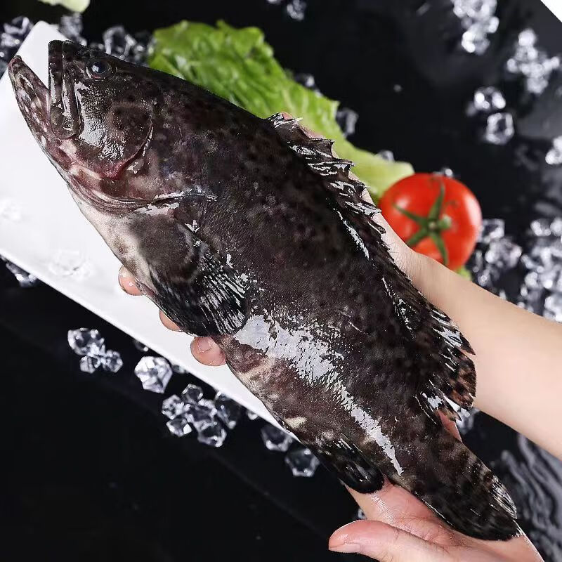 共雅深海石斑鱼龙胆石斑老虎斑鲜活速冻海鲜水产大石斑 2斤共2条