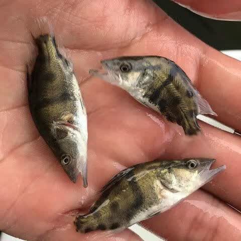 桂花斑鳜鱼苗大眼翘嘴凶猛路亚肉食淡水养殖活体免邮优质季花直销 5-7