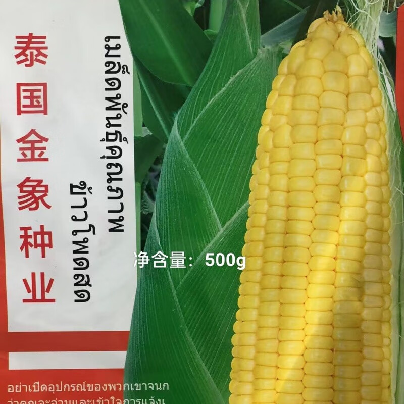 细辛新甜6号玉米种子太阳花纯黄甜玉米泰系耐热矮杆大棒原装 500g