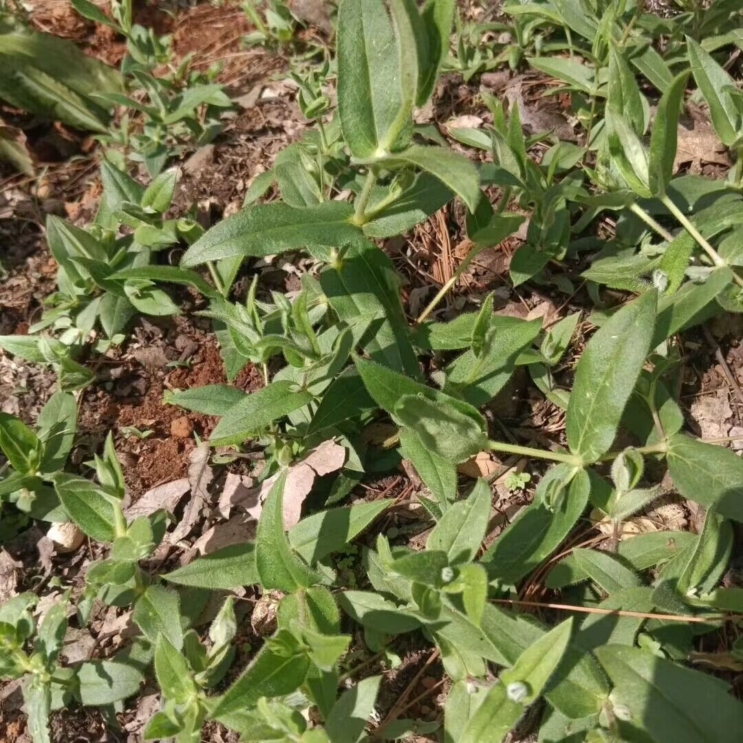 花支蕊云南千针万线草种子麦参筋骨草小胖药中草药材一年生草本植物