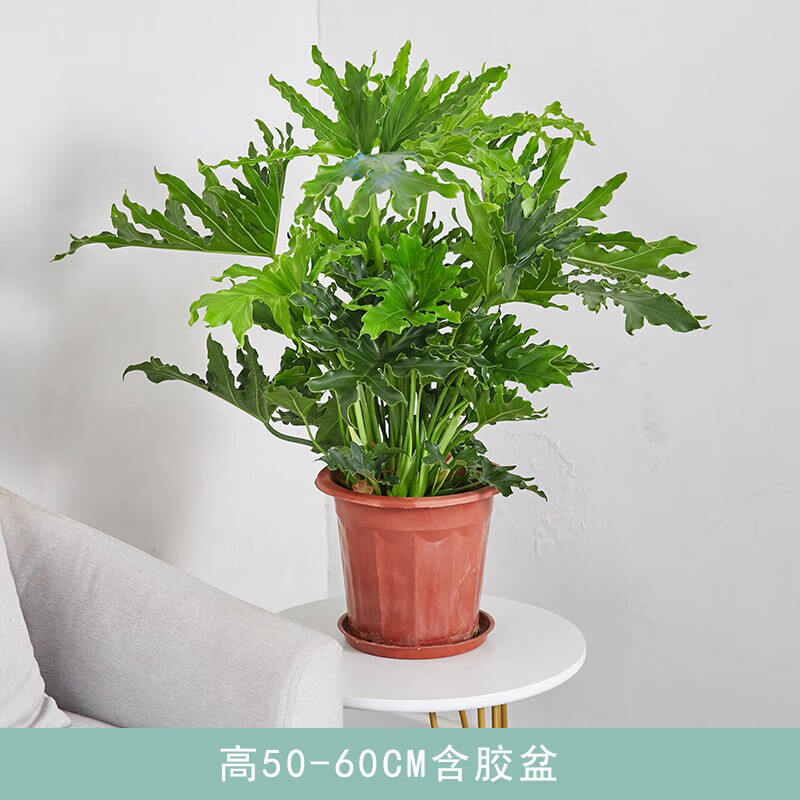 老桩盆栽室内大型绿植书房客厅水培观叶植物 春羽50-60厘米高(茂盛款)