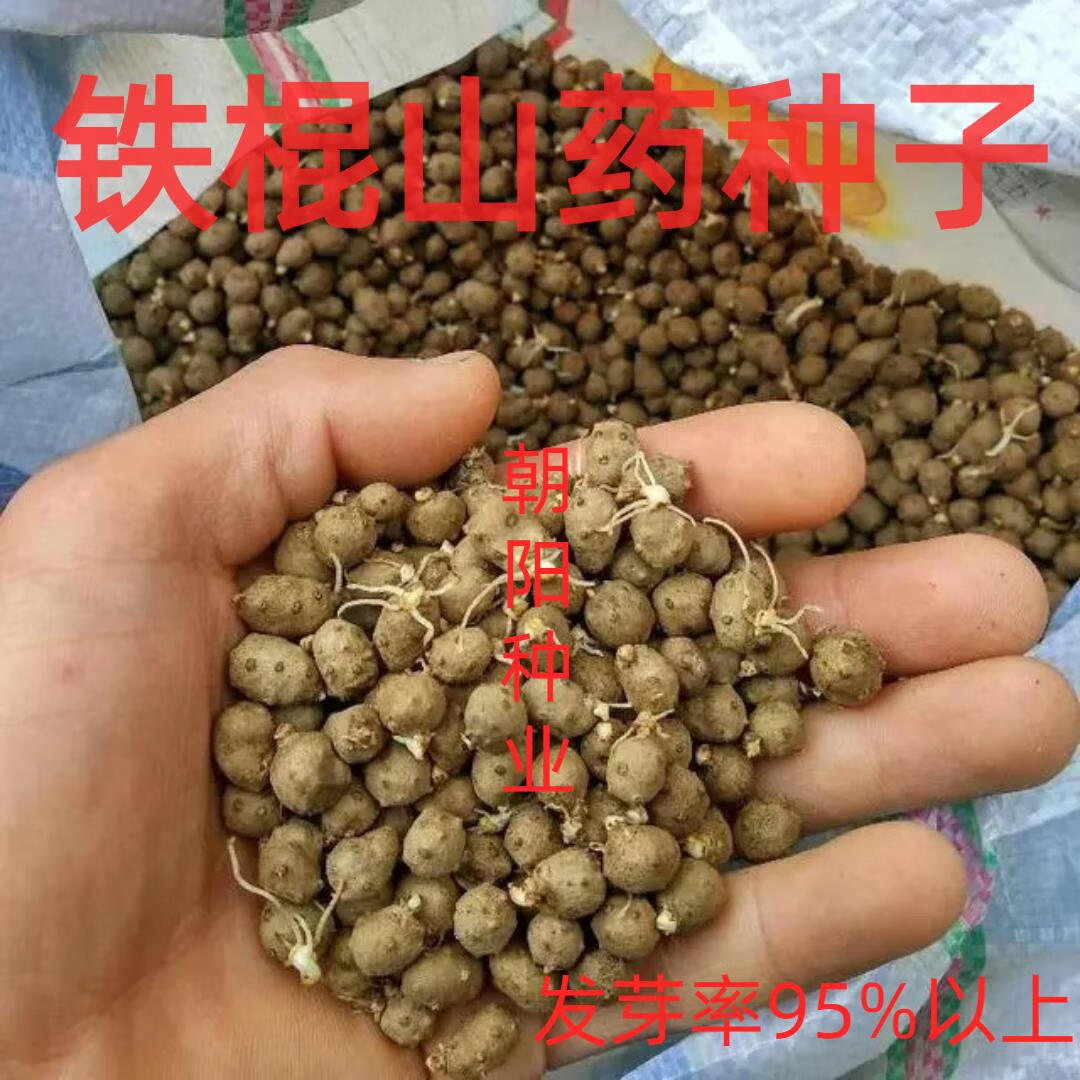 绿中蕊山药苗 铁棍山药种子50粒