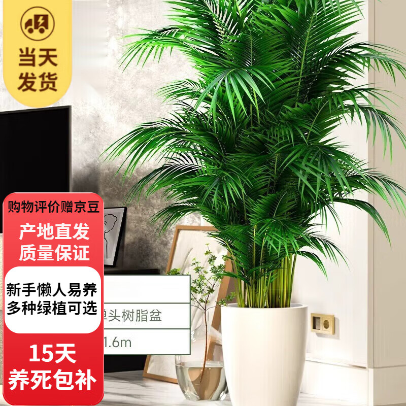 歐芽  中夢(mèng)富貴椰子植物盆栽客廳大型綠植室內(nèi)落地辦公室鳳尾竹綠色植 富貴椰子1.3-1.6米炮筒樹脂盆