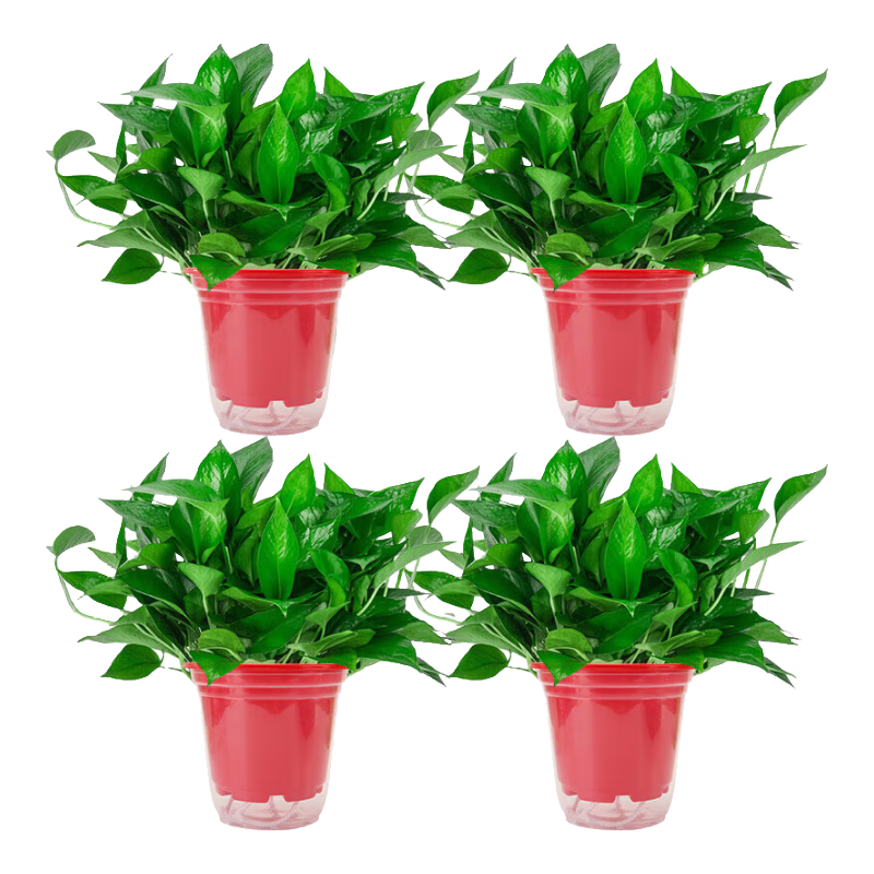 花行榜 綠蘿盆栽花卉綠植水培植物水培 180#紅色高款吸水盆4盆源頭直發(fā)
