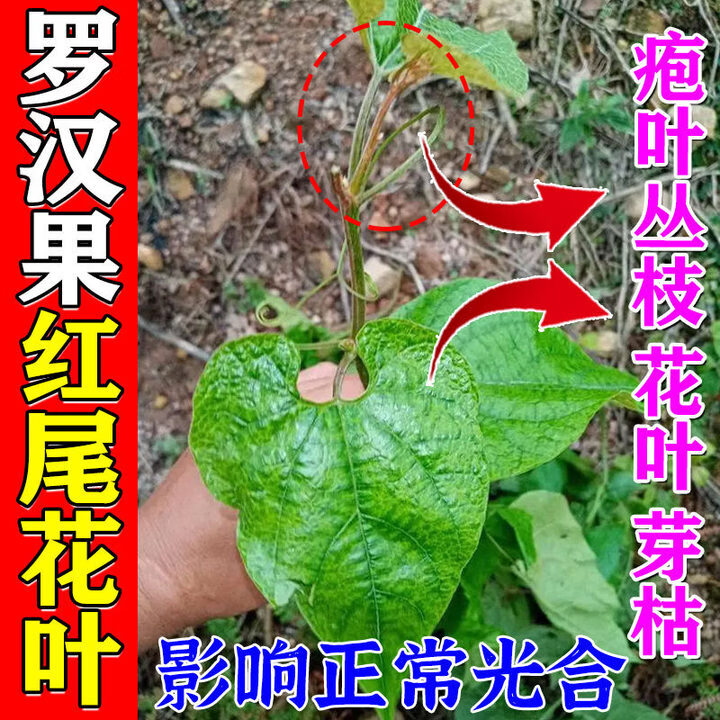 肥料花叶红尾疱叶病毒病炭疽病除菌增产水溶叶面肥 罗汉果病专用(1袋)