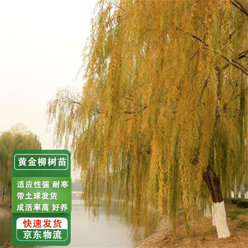 通沭垂柳树苗黄金金丝柳青柳垂柳风景绿化工程树苗 黄金柳粗8公分1棵