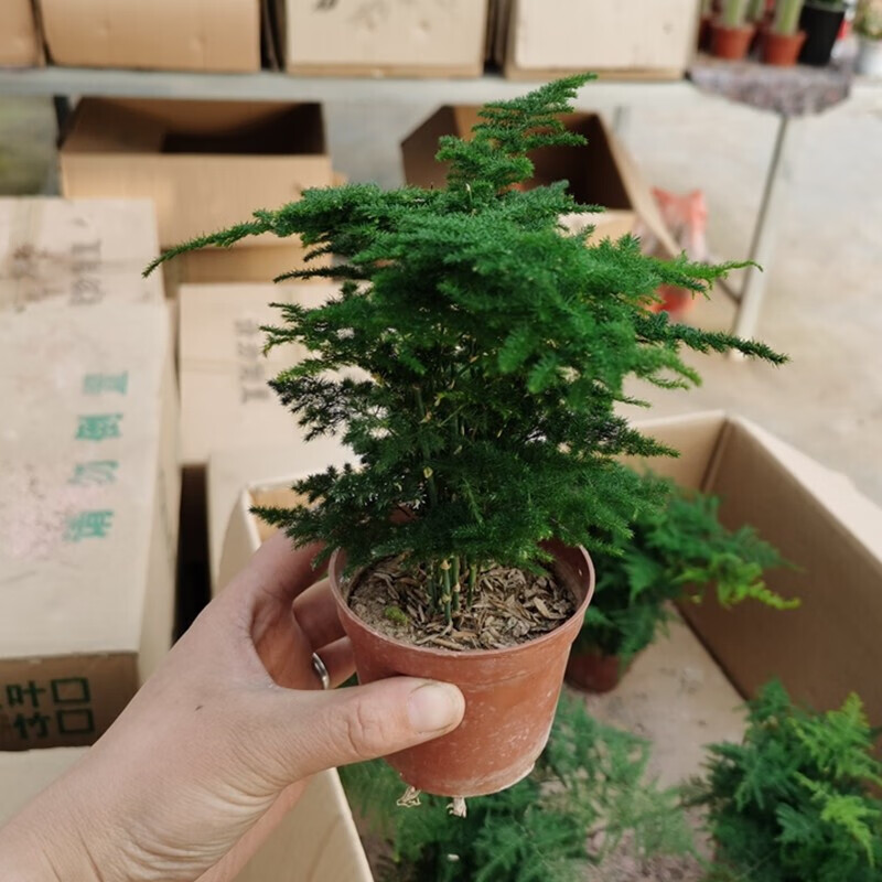 种花迷云竹盆景 云竹盆栽苗竹子四季常青小绿植办公室内桌面花卉 矮生