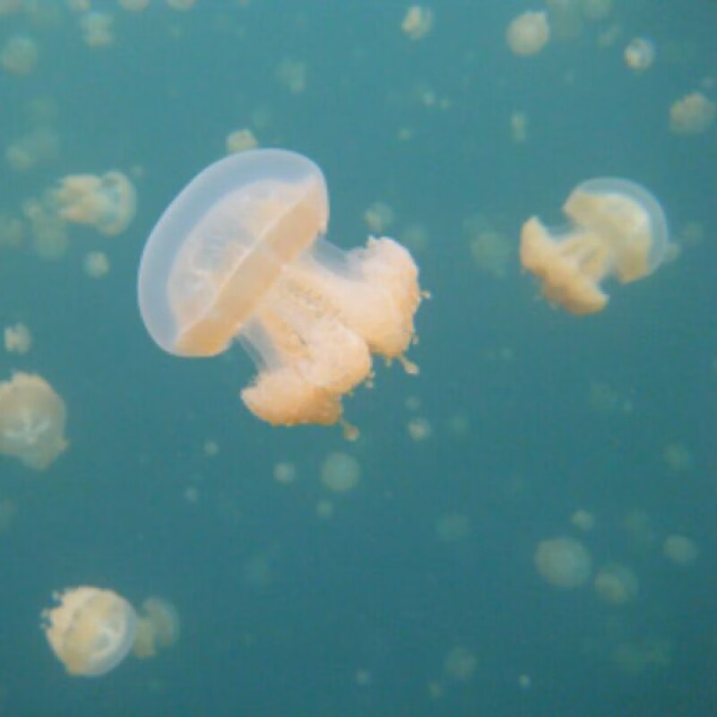 贝意品新奇异其它族宠物海活体赤月大小水母火箭蜇苗批量发摆摊神器 2