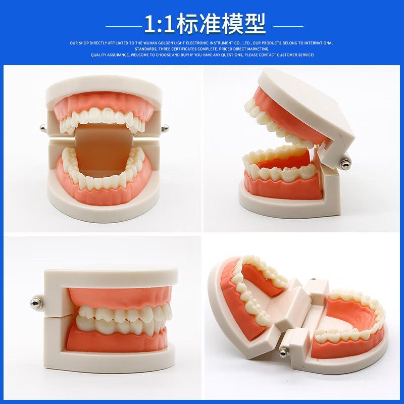 牙模型模具牙齿模型牙科教学模型可拆卸口腔假牙刷牙备牙模型树脂 1:1