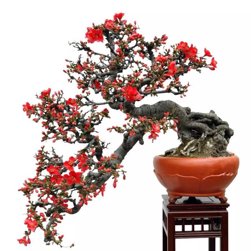 重瓣海棠花盆栽花卉观花植物室内盆景树桩大花苗 5年长寿冠海棠(造型)