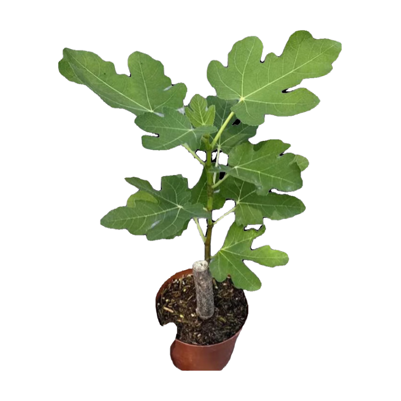 【原盆原土】波姬红无花果树苗盆栽带果特大果耐寒南北方种植地栽 1cm-1.5cm 粗 25-35cm高原盆原土 大果波姬红1盆带叶当年挂果