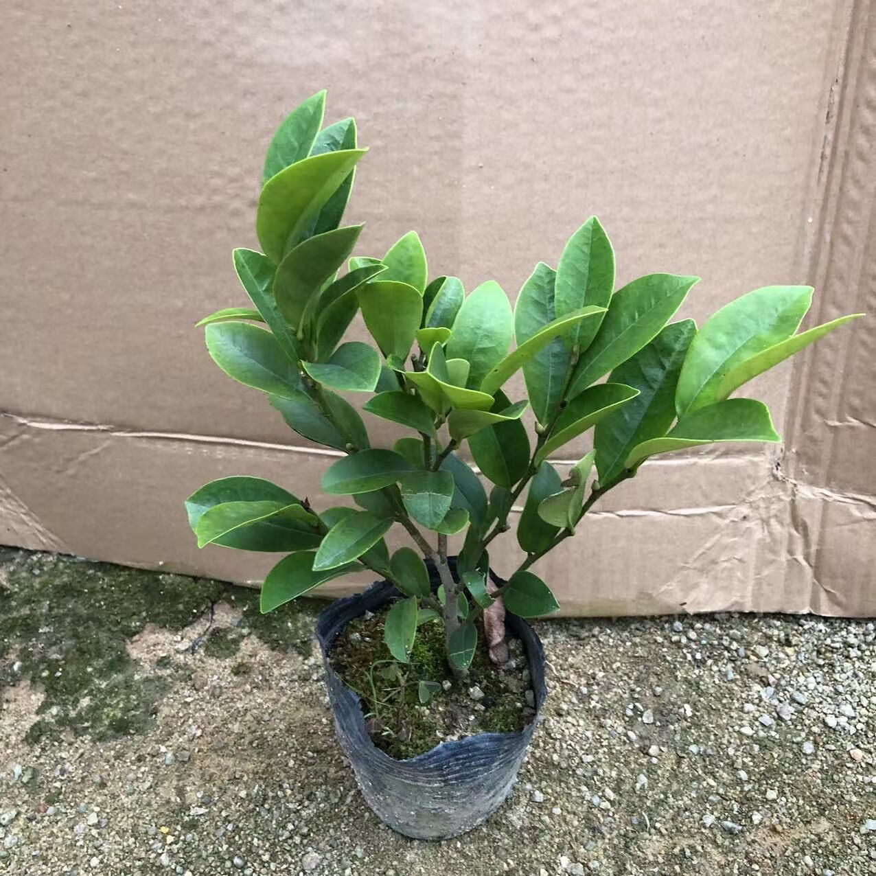 型花卉阳台庭院四季常青植物耐寒植物 【清香袭人】含笑花苗25-30厘米