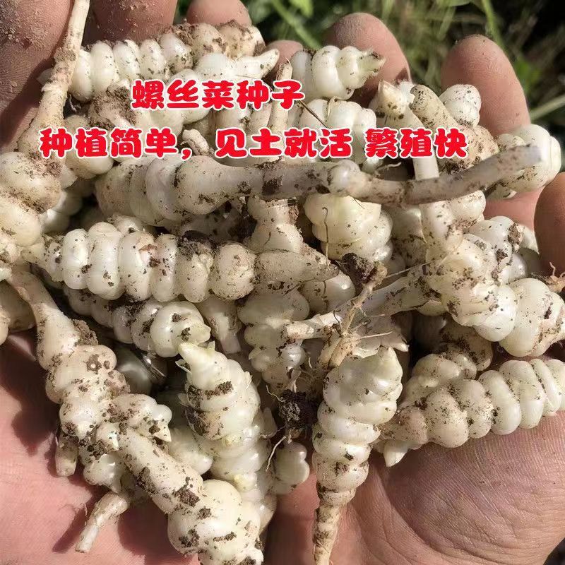 宝塔菜种子螺丝菜地牯牛地环农家蔬菜籽繁殖能力强盆栽地栽产量高