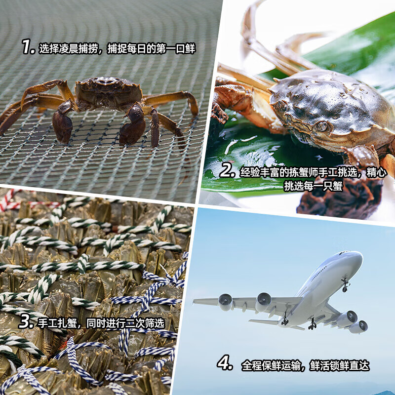 【活蟹】皓友兴大闸蟹 全母现货鲜活螃蟹生鲜海鲜中秋礼盒装 公4.0两母3.0两5对10只
