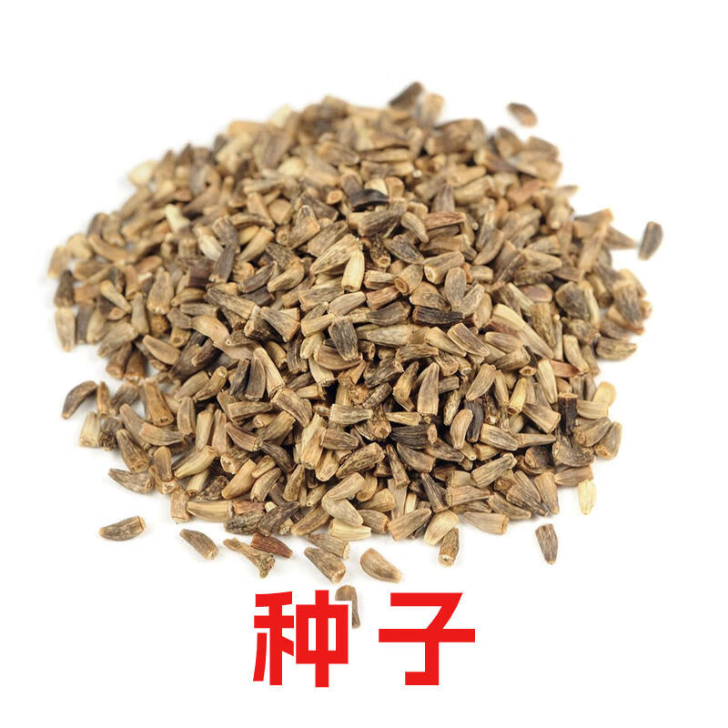 玉兰/菊苣根苗【当季头茬新根】 金玉兰种子50粒(种子培育周期长)