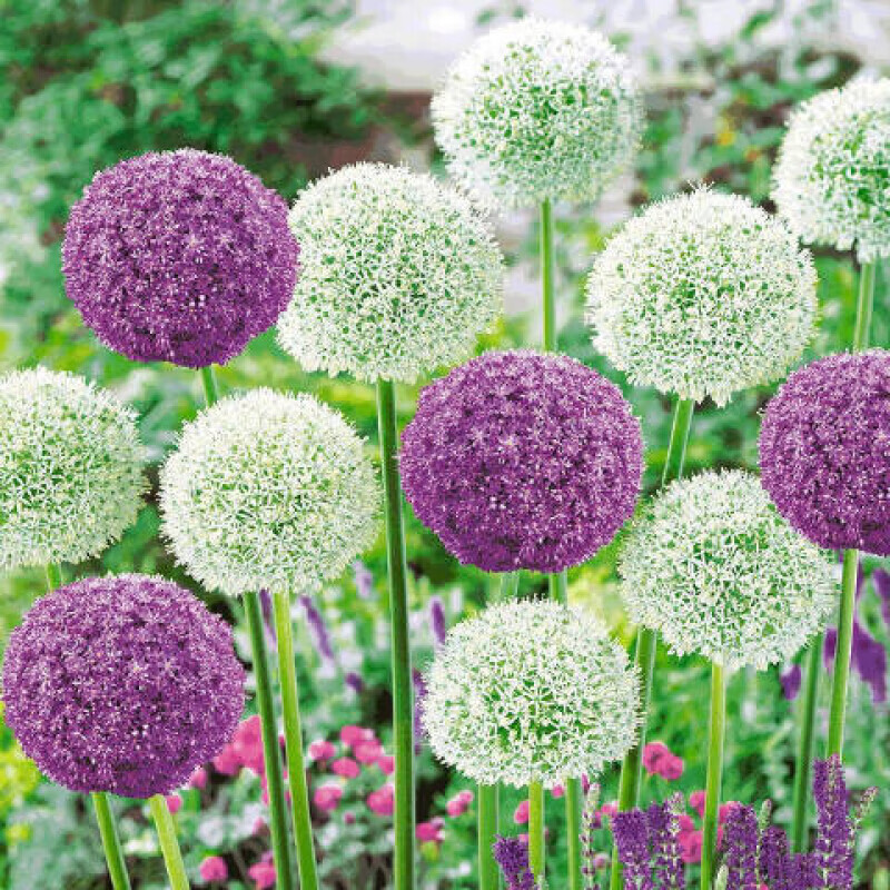 jphznb荷兰进口种球耐寒花卉盆栽植物庭院地栽大葱花球根四季易活