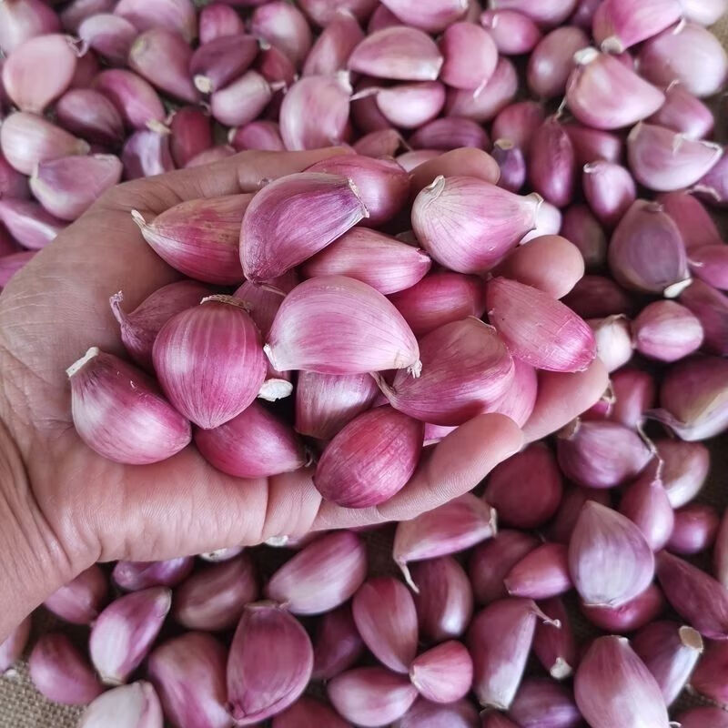 蒜瓣紅皮云南大理正宗香蒜干蒜蒜瓣可吃可做種產(chǎn)地直發(fā)紫皮 2.5kg 普通：5斤小蒜瓣