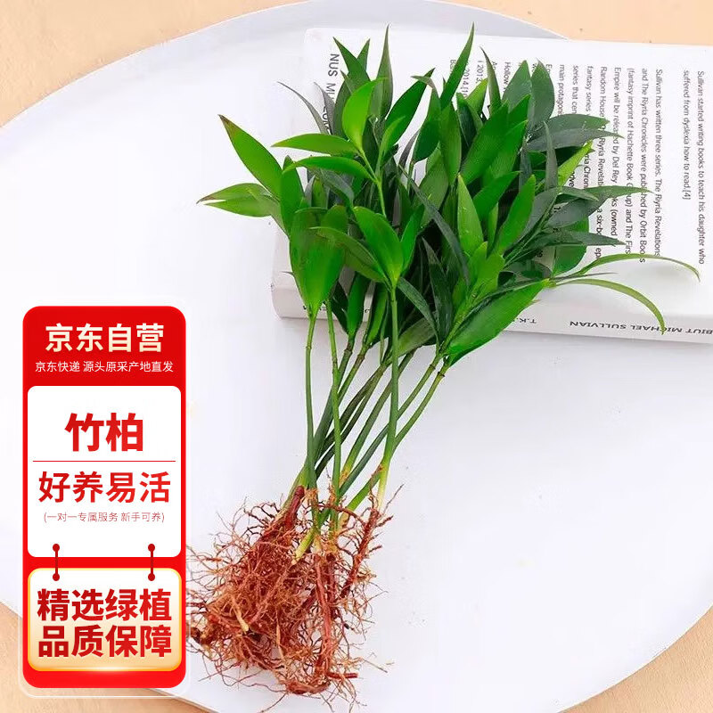 ���а��������ˮ������ֲ����ֲ�����ļ�����10�ã�����ƿ��Դͷֱ��