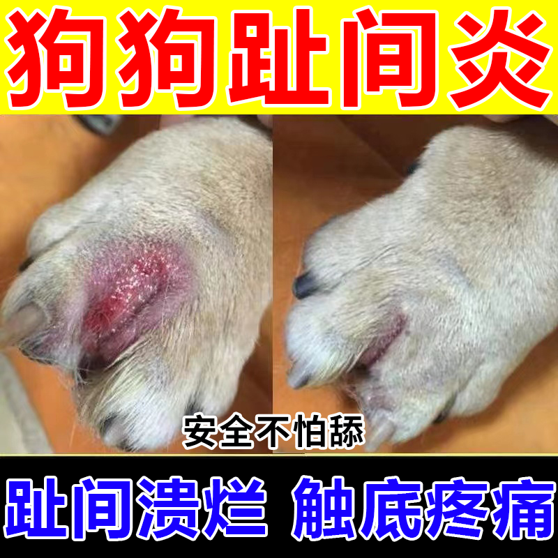 狗狗趾间炎脚趾炎狗爪子发炎真菌感染红肿溃烂反复舔舐脓包流脓行动