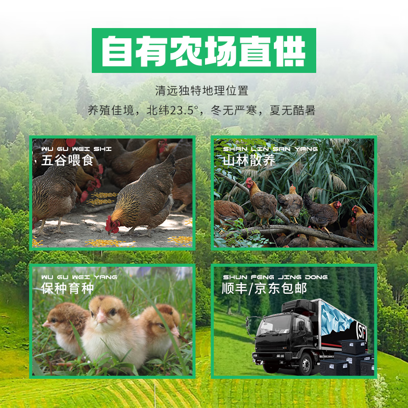 叹鸡清远鸡童子鸡900g生鲜整鸡肉椰子鸡冷冻食材散养走地鸡土鸡半成品 清远童子鸡900g*2只