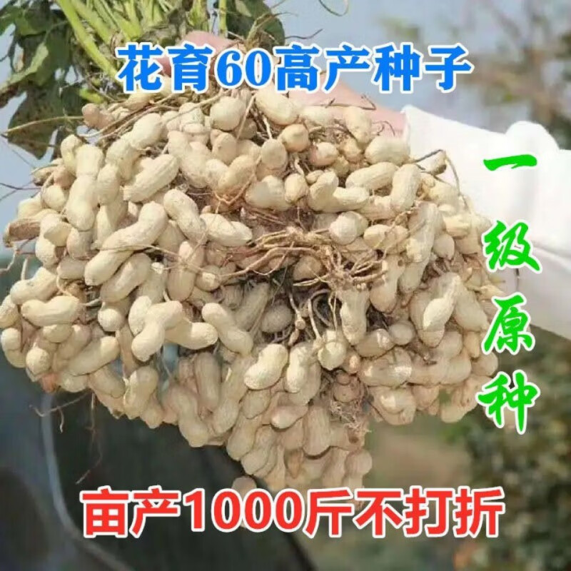 哒琳东东()花生种子花育60花生原种超大果型适合各地种落花生种子 花