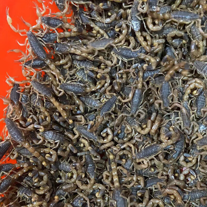 沂蒙山野性十足全蝎蝎子活体全虫煲汤入药油炸泡酒食用活蝎子 一斤公