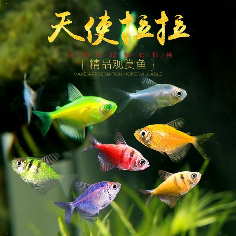 观赏鱼老虎天使鱼七彩鱼大号不褪色耐活热带鱼翡翠淡水鱼 随机天使5条