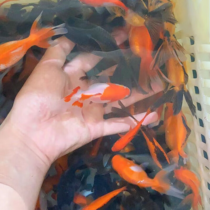 观赏鱼草金鱼活体锦鲤活鱼锦鲫小锦鲤龙睛红运当头冷水鱼饲料鱼 4-5cm