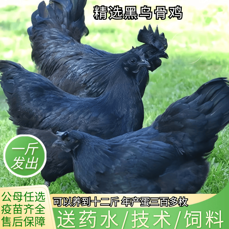 下蛋黑乌骨鸡活苗绿壳蛋小鸡幼苗活体乌鸡活苗 1只五黑鸡苗满50只发货