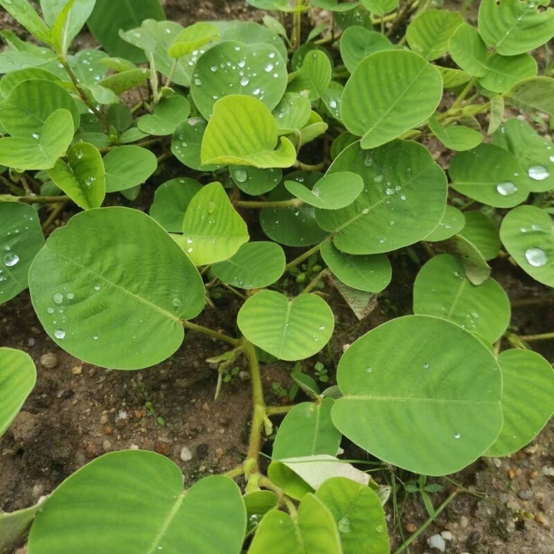 朵芮蜜野生大叶金钱草种子食用广金钱草食用化结石吸尘草净化空气