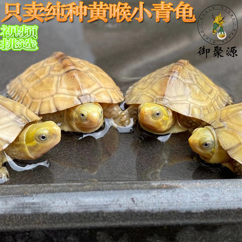 御聚源黄喉小青龟 金头龟 三黄金龟活体龟 4-5厘 1只(金龟归来)