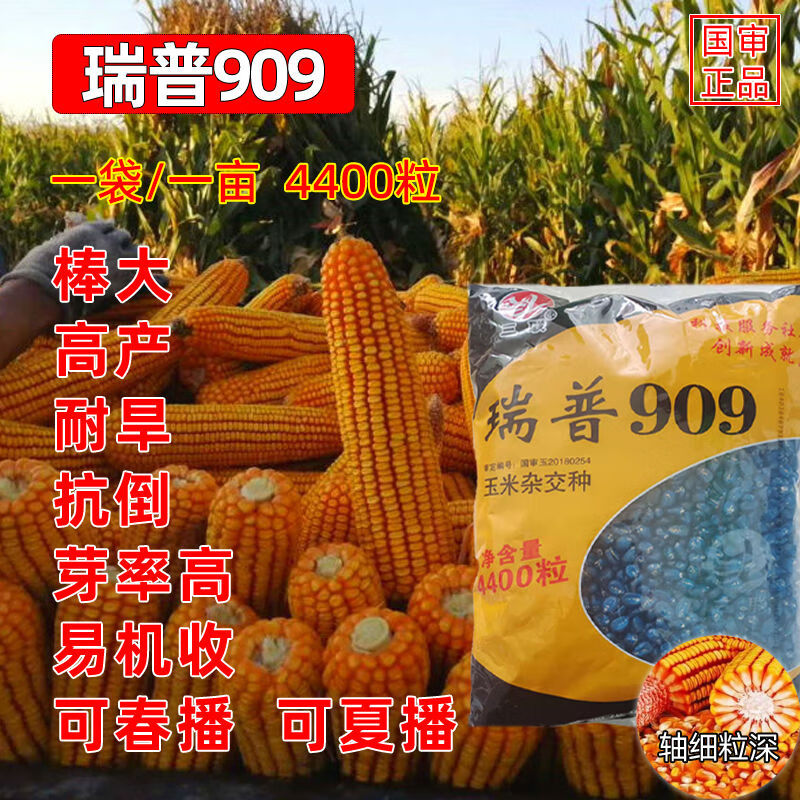 909玉米种子抗旱耐高温春播夏播杂交玉米种子 瑞普909(原装4400粒)