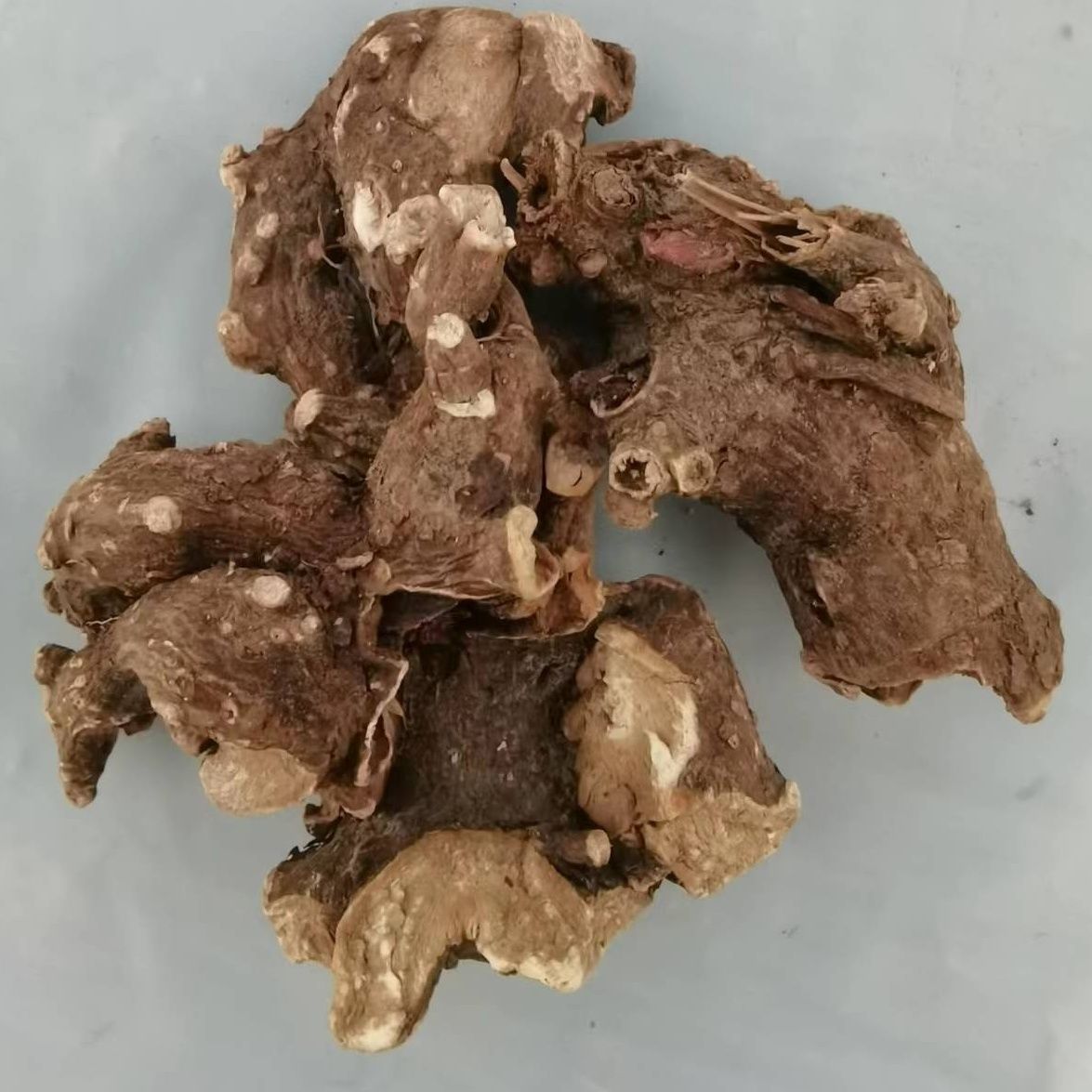 阳鞭参不老草硬的快云南泡茶泡酒料起阳草沁溪 250克