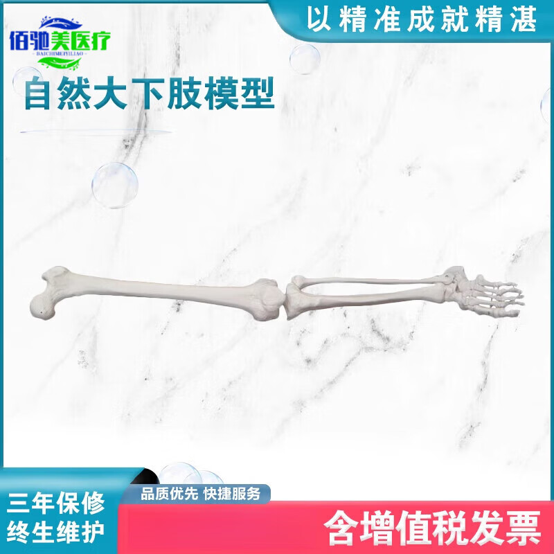 xc122自然大下肢模型大腿骨人体骨架仿真骨骼成人脚骨模型