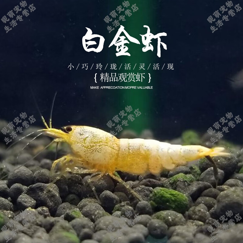 虾观赏淡水虾草缸宠物红蜜蜂水晶虾厚白虎牙丸子白躯活体 白金虾/1只