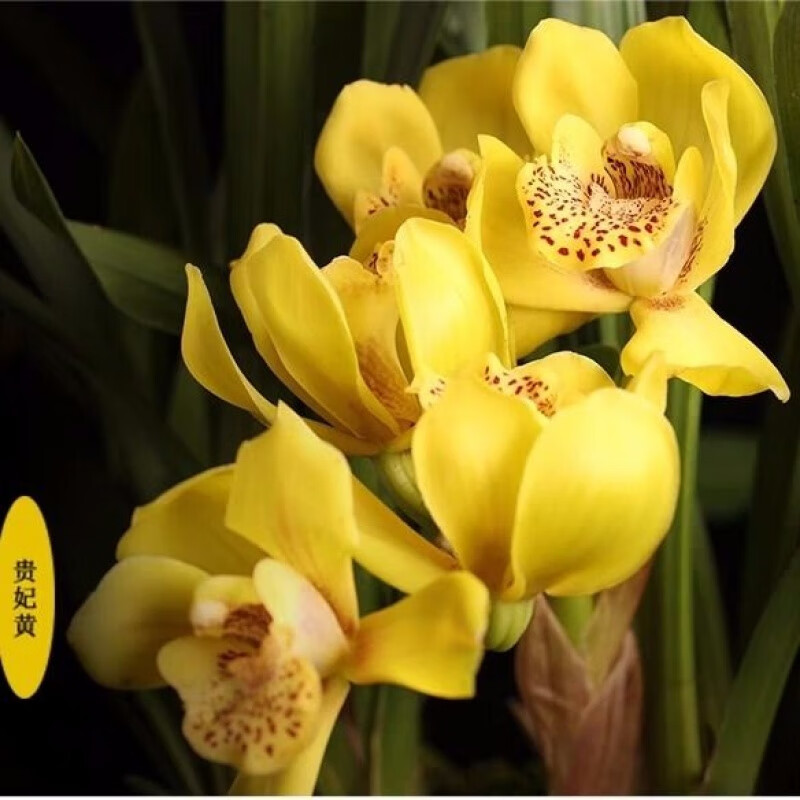 怎么查花卉的历史价格|花卉价格走势