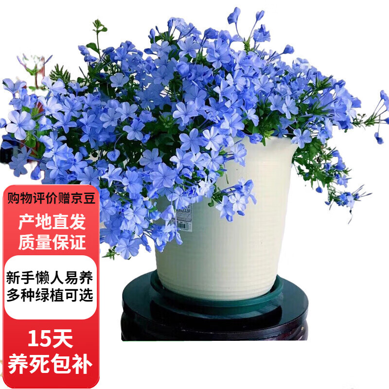 中大花苗喜阳带花苞盆栽阳台夏季庭院爬藤趣味花卉植物D7 蓝雪花特大苗(加仑盆)2盆 2加仑 不含盆