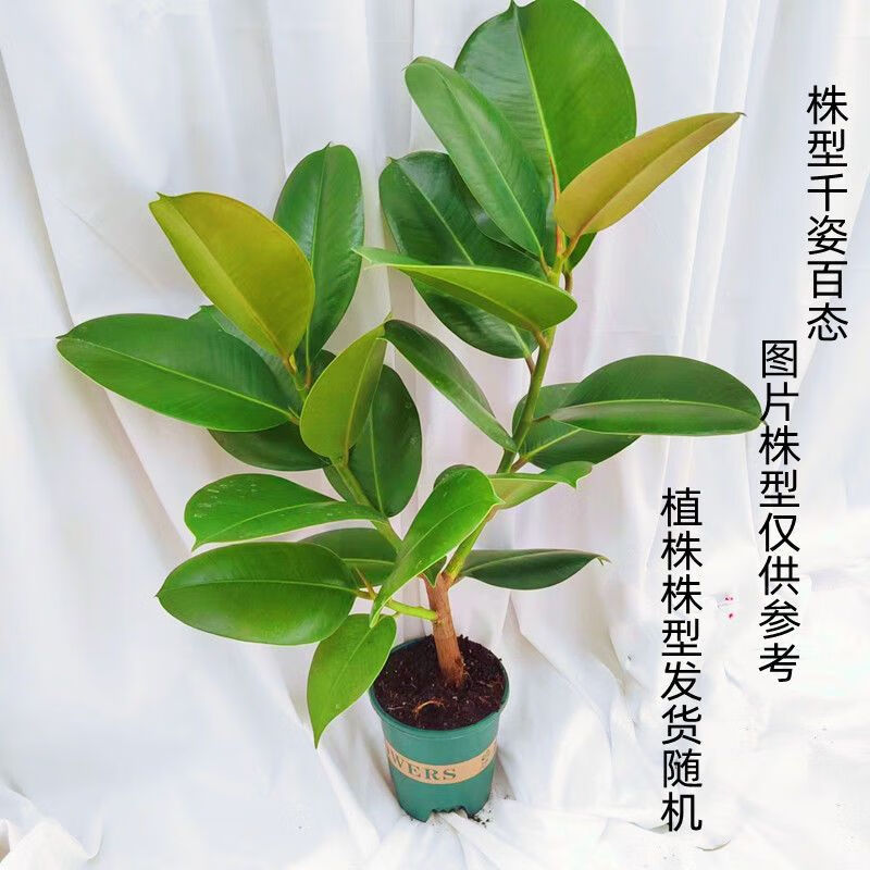 硕驰绿金刚橡皮树盆栽绿植室内净化空气吸收甲醛适合放客厅的电视柜旁