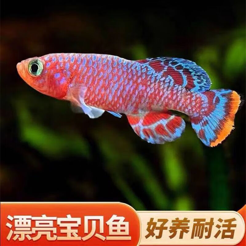 国产新款漂亮宝贝鱼观赏性极高混养小型鱼 3-4cm漂亮宝贝/条