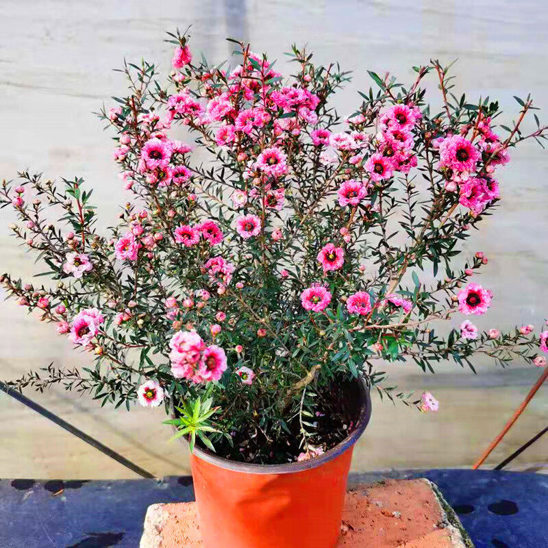 靠森彩色澳洲腊梅盆栽 澳梅阳台多年生观花植物风蜡花淘金彩梅花3颜色