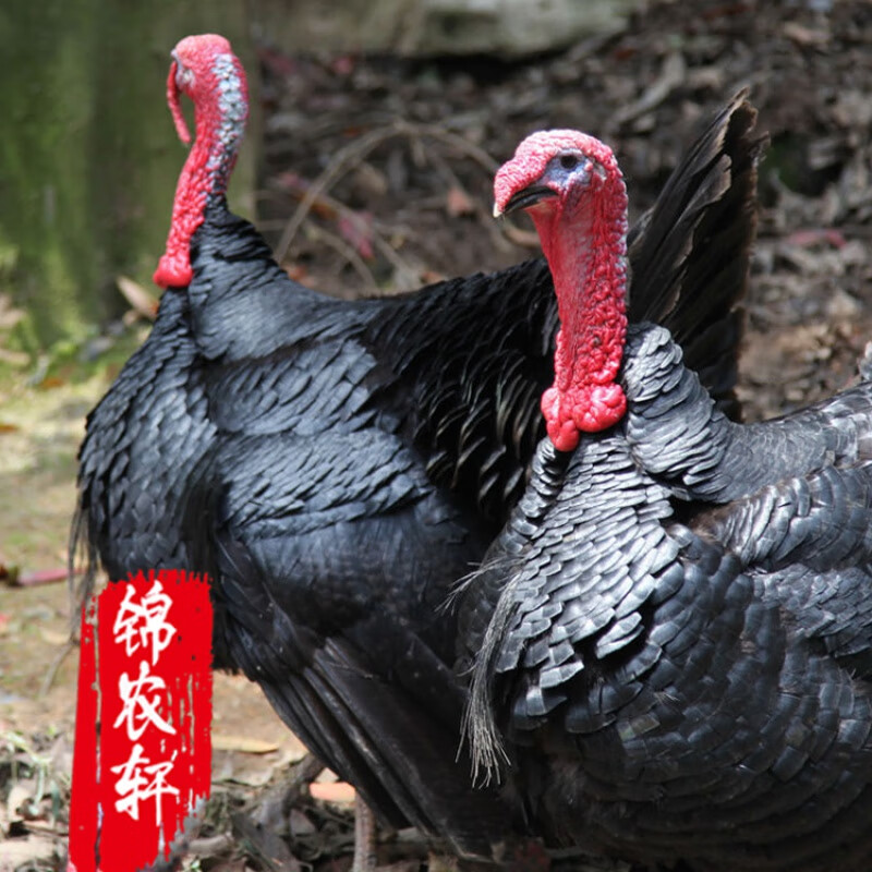 国产巨型火鸡苗火鸡活苗活体尼古拉青铜贝蒂娜半大火鸡脱温苗佳红 1斤