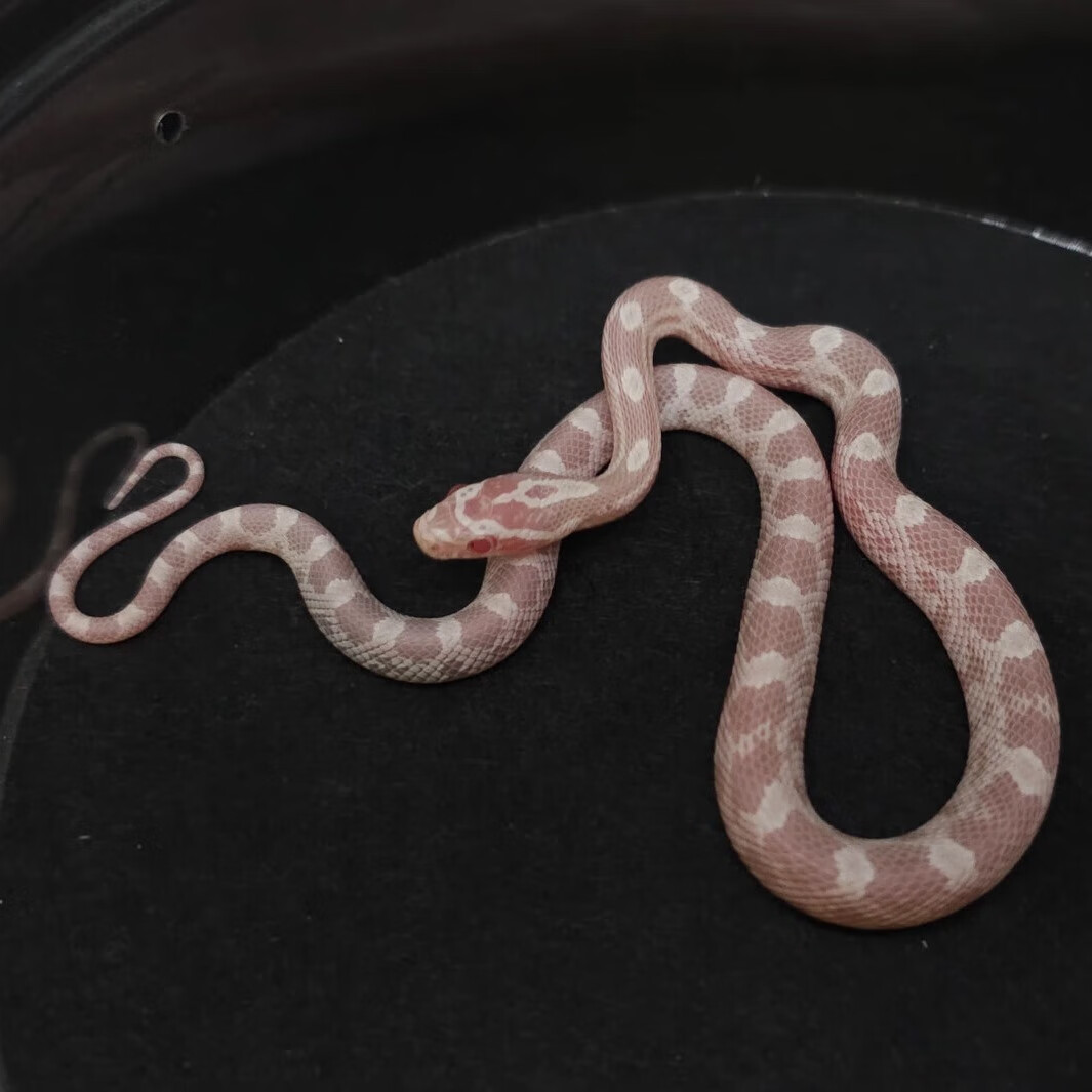 玉米蛇玉米蛇宠物蛇异宠爬行宠物活体 雪白玉米蛇( 苗)