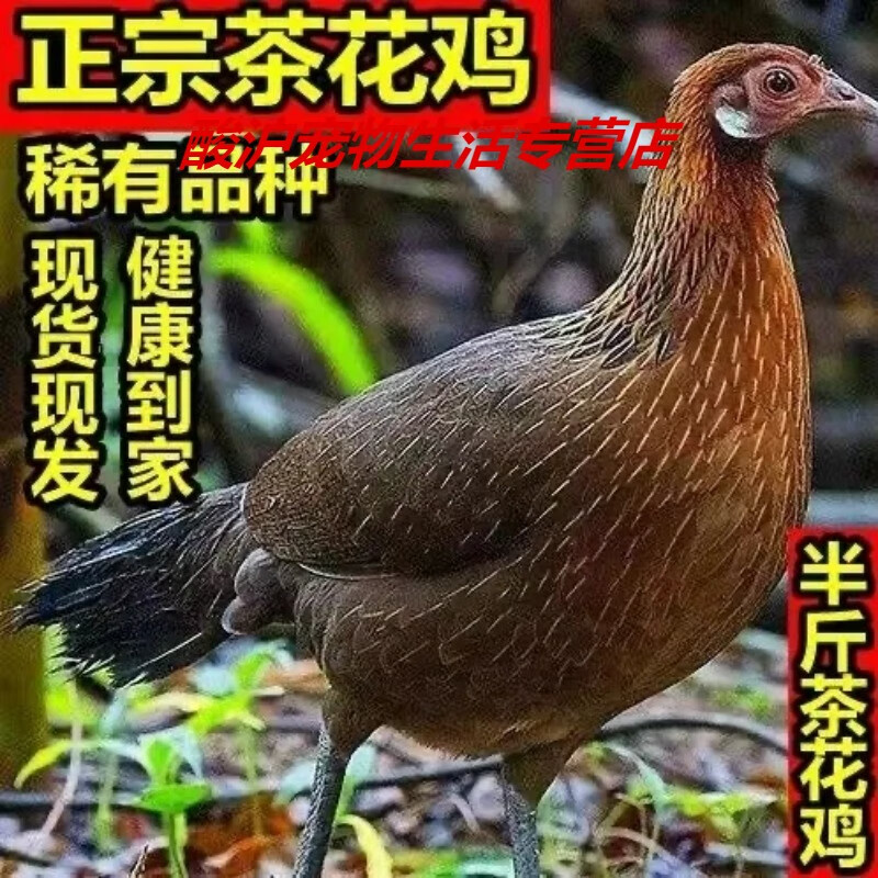 霆特纯种云南矮脚茶花鸡幼苗活苗小鸡白耳红耳二代原鸡观赏鸡珍禽山鸡