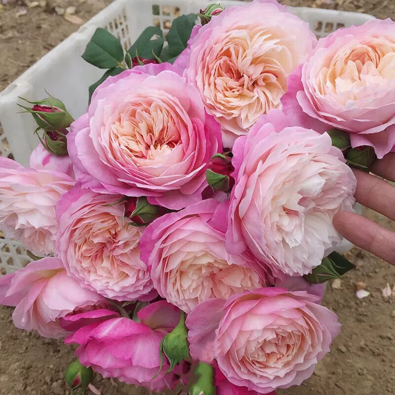 曼杉园康斯坦茨 奥斯汀切包月季灌木月季多季开花庭院花园长日照花卉